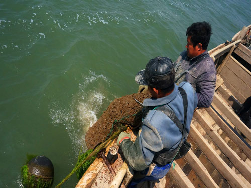 威海摄影家王晓光镜头下的乳山牡蛎品鲜季