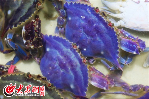 威海现阿凡达梭子蟹 通体蓝色极为鲜艳