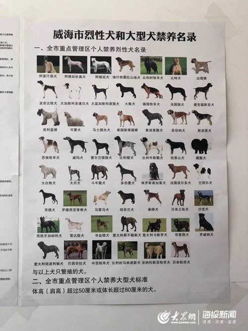 《威海市养犬管理办法》出台 哪些犬种被禁养?